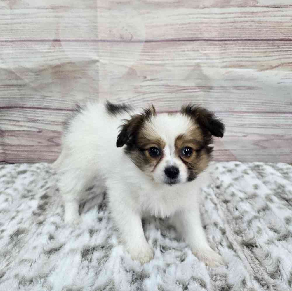 Female Papillon Puppy for Sale in Virginia Beach, VA