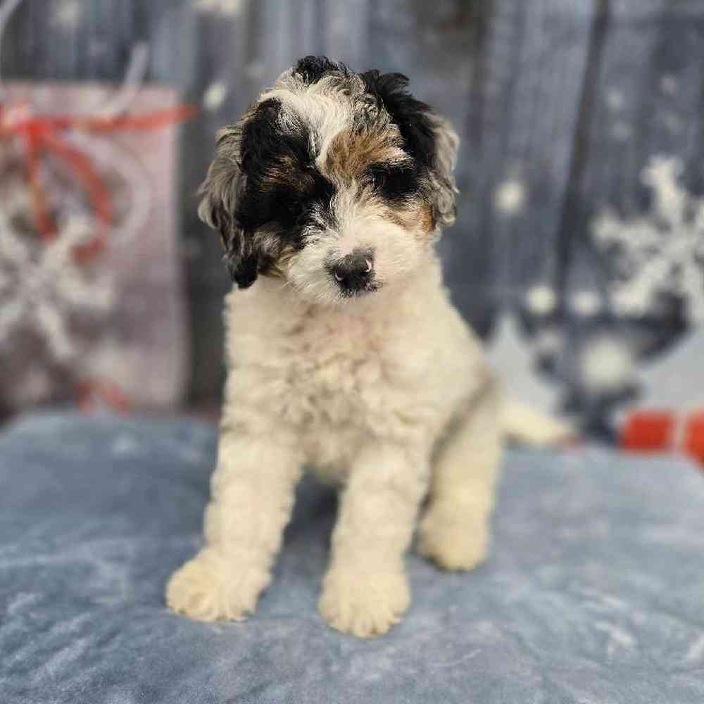 Male Mini Bernadoodle Puppy for Sale in Virginia Beach, VA