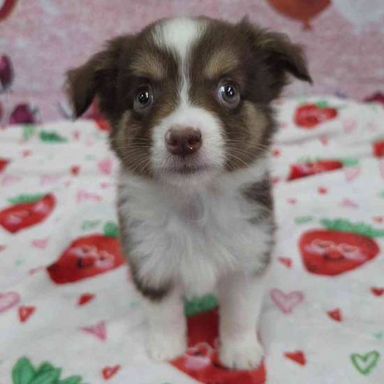 Mini Aussie
