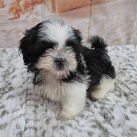 Shih Tzu
