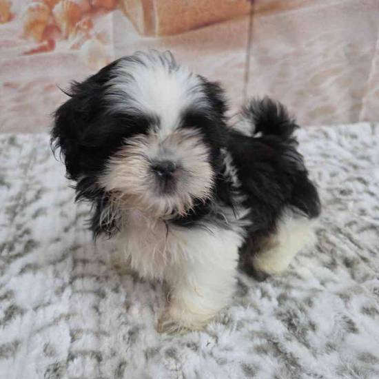 Shih Tzu