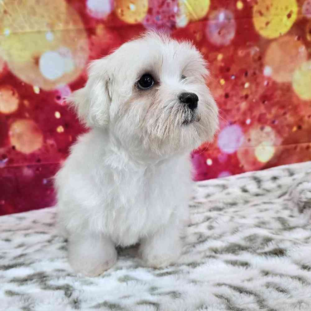 Female Maltese Puppy for Sale in Virginia Beach, VA