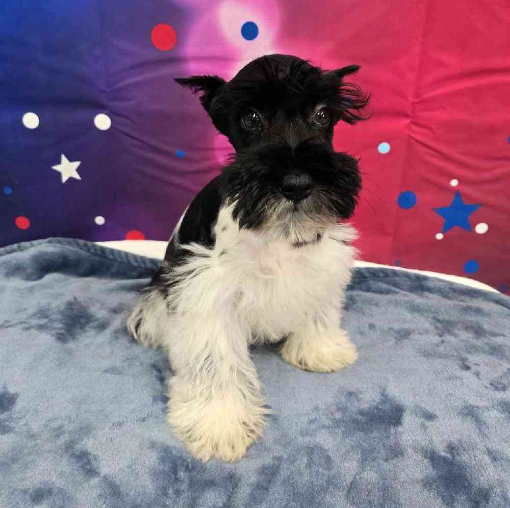 Male Mini Schnauzer Puppy for Sale in Virginia Beach, VA