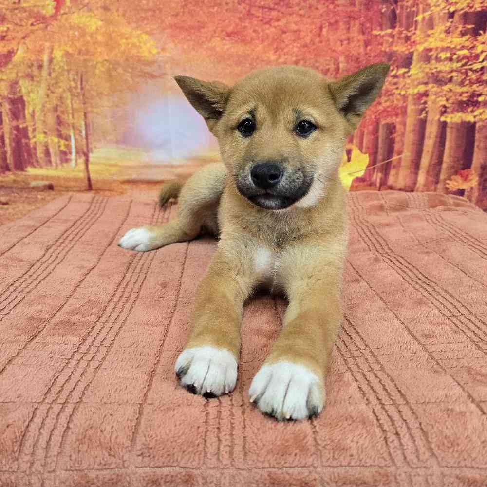 Male Shiba Inu Puppy for Sale in Virginia Beach, VA