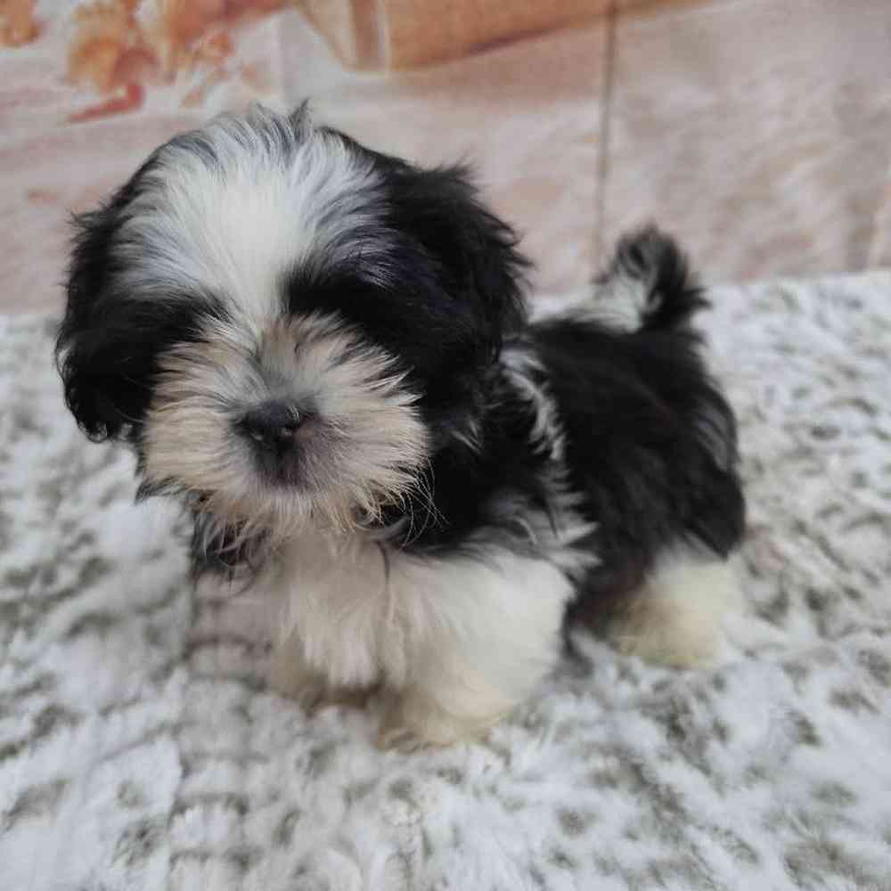 Male Shih Tzu Puppy for Sale in Virginia Beach, VA
