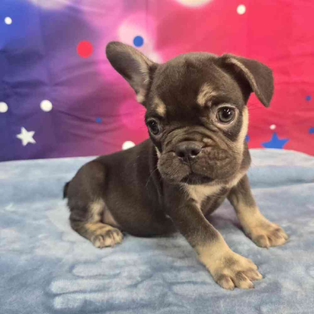 Male French Bulldog Puppy for Sale in Virginia Beach, VA