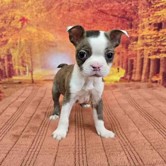 Boston Terrier