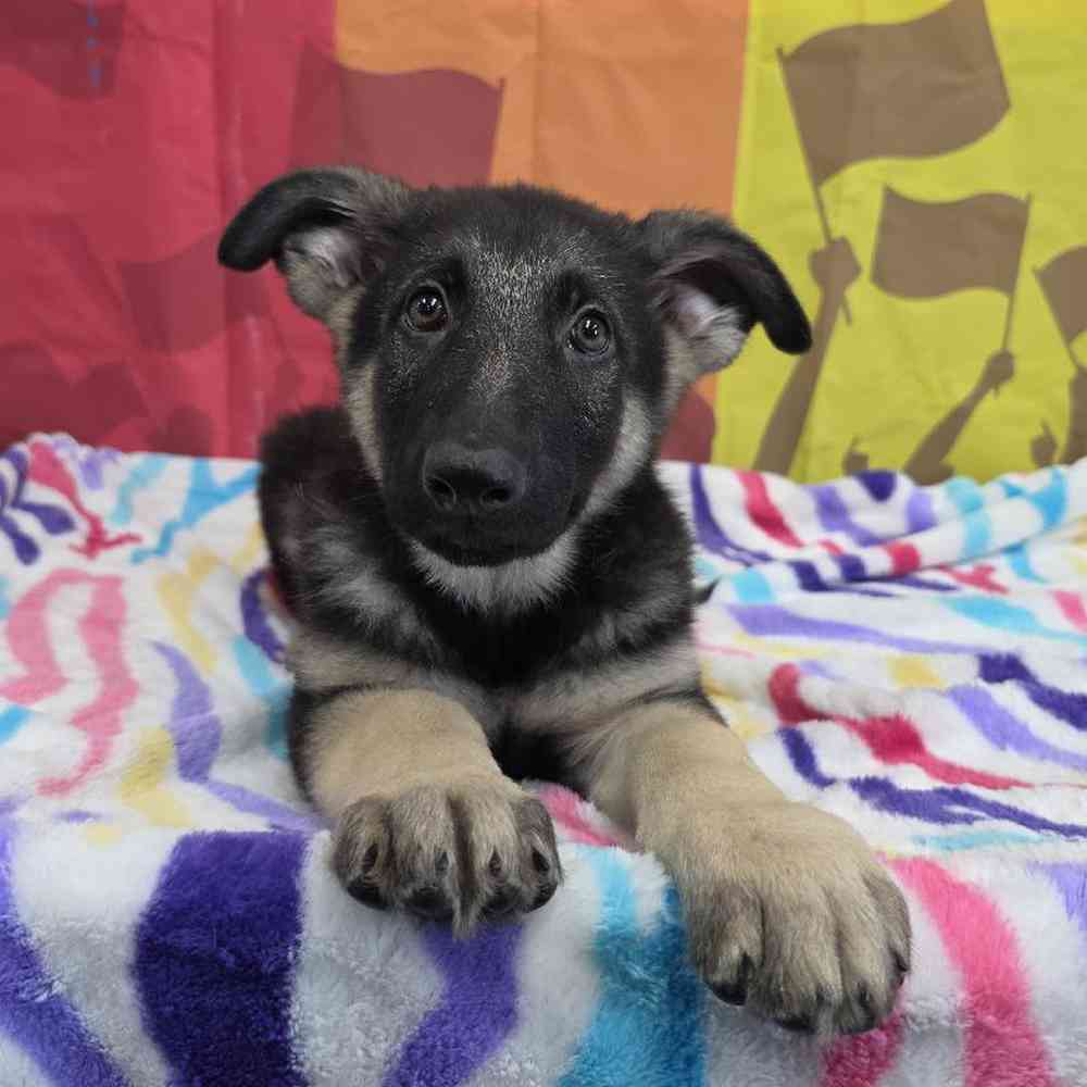 Male German Shepherd Puppy for Sale in Virginia Beach, VA