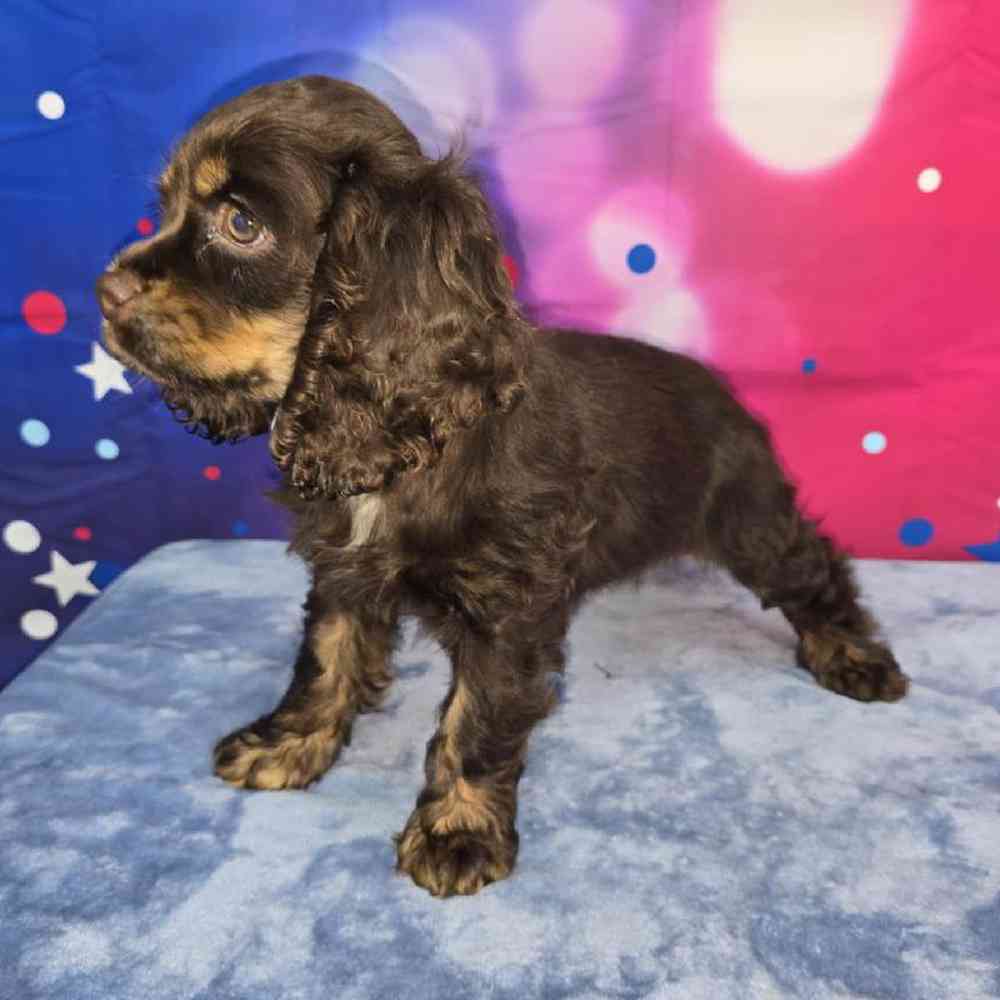 Female Cocker Spaniel Puppy for Sale in Virginia Beach, VA