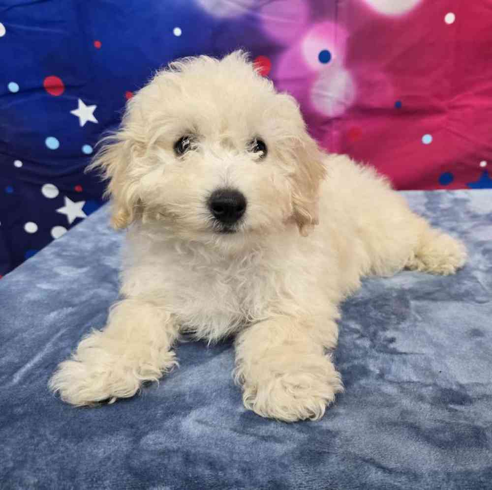 Male Bichonpoo Puppy for Sale in Virginia Beach, VA