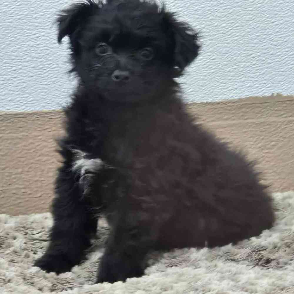 Male Pom-A-Poo Puppy for Sale in Virginia Beach, VA