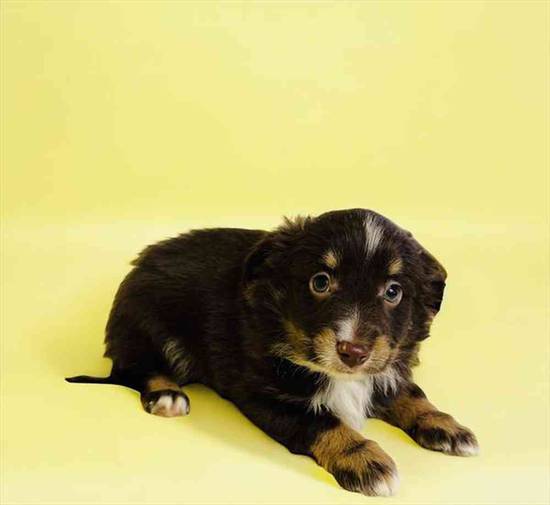 Mini Aussie