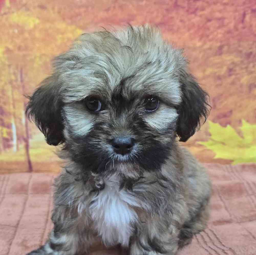 Male Lhasa Apso Puppy for Sale in Virginia Beach, VA