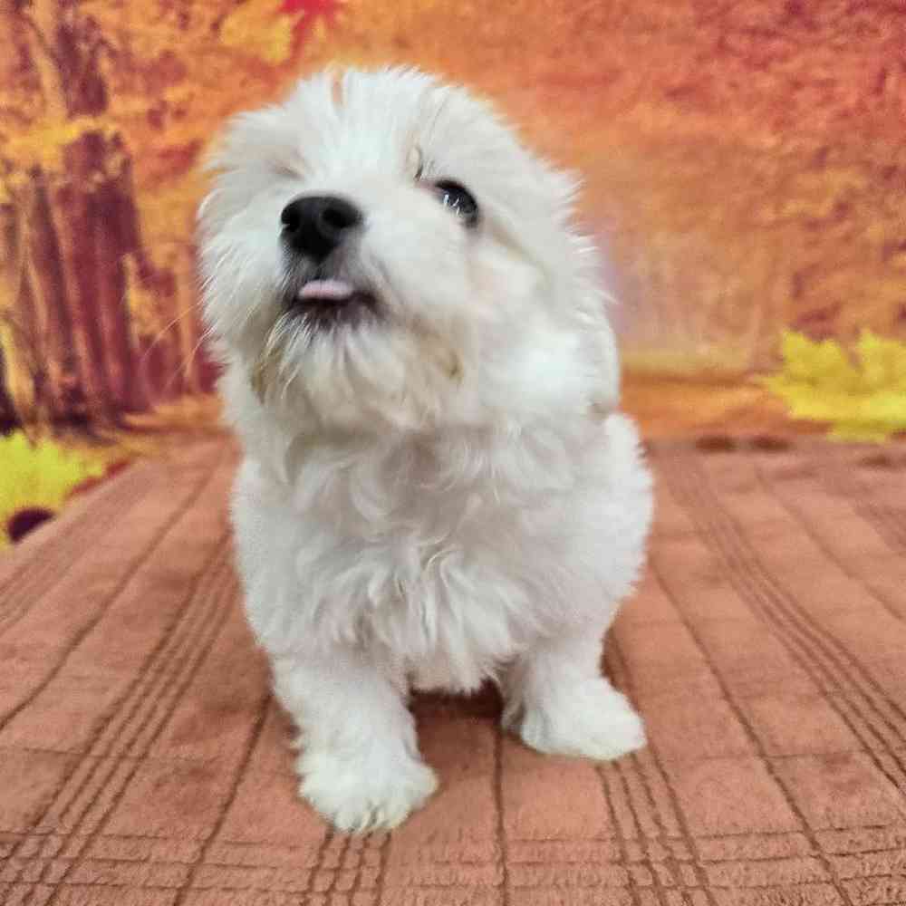 Female Maltese Puppy for Sale in Virginia Beach, VA
