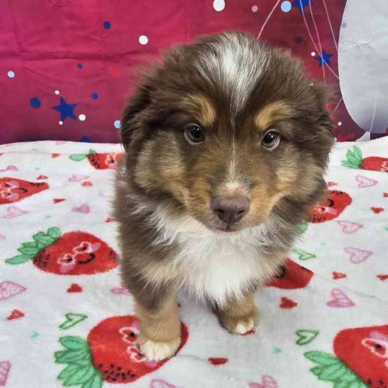 Toy Australian Shepherd 