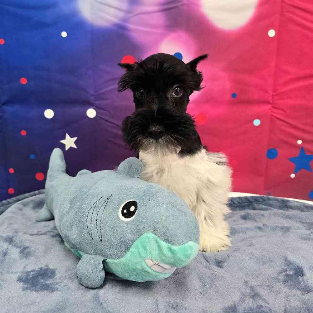 Male Mini Schnauzer Puppy for Sale in Virginia Beach, VA