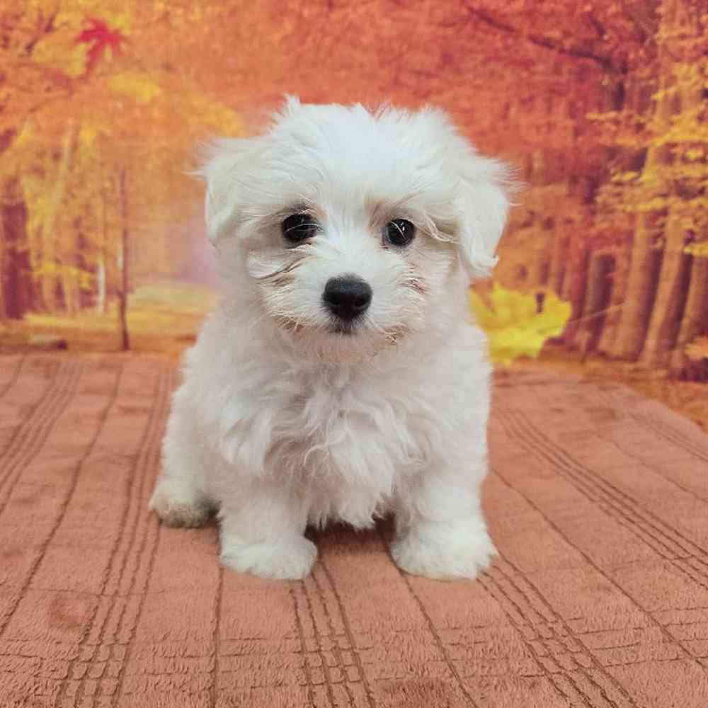 Male Maltese Puppy for Sale in Virginia Beach, VA