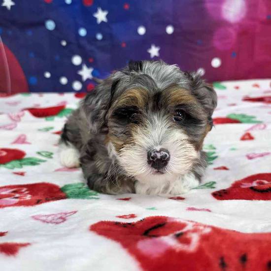 Mini Bernadoodle