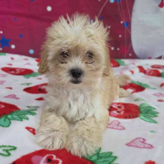 Maltipoo