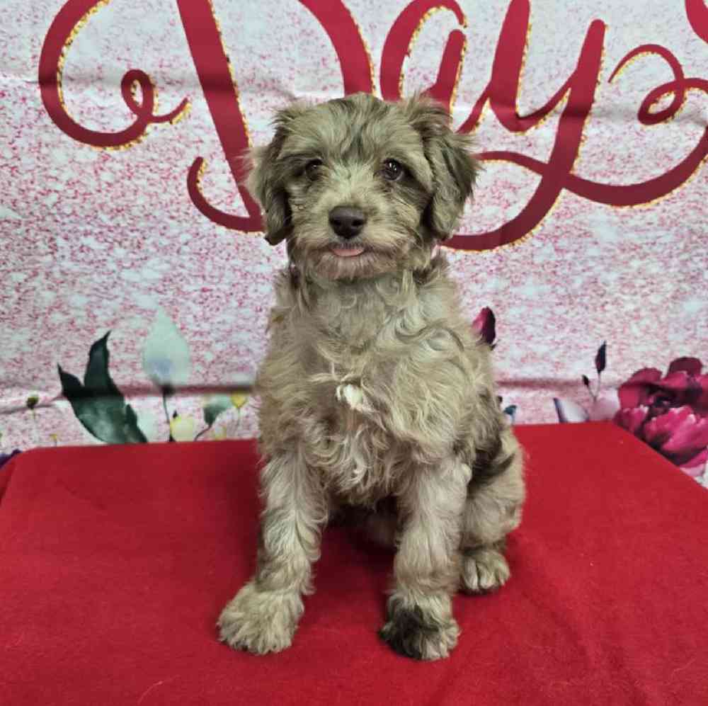 Female Havapoo Puppy for Sale in Virginia Beach, VA