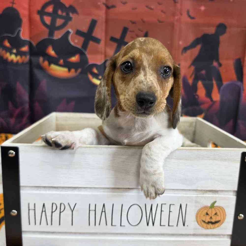 Male Dachshund Puppy for Sale in Virginia Beach, VA