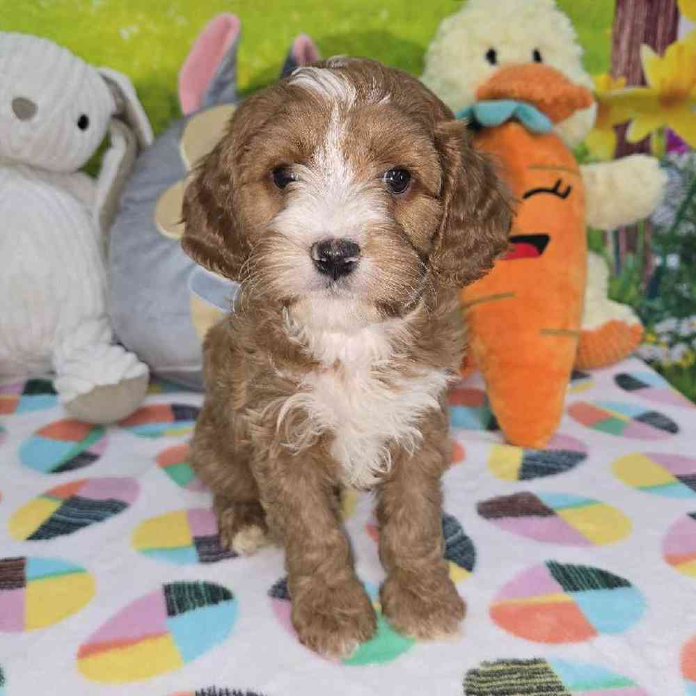 Male Cavapoo Puppy for Sale in Virginia Beach, VA
