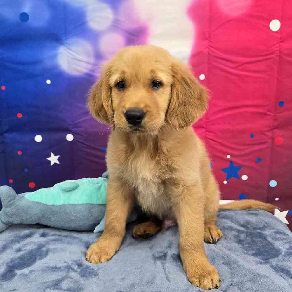 Male Golden Retriever Puppy for Sale in Virginia Beach, VA