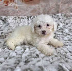 Poodle Toy