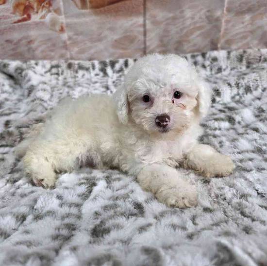 Poodle Toy