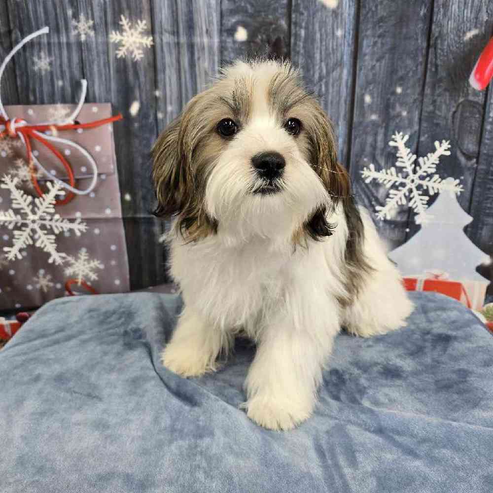 Male Shorkie Puppy for Sale in Virginia Beach, VA