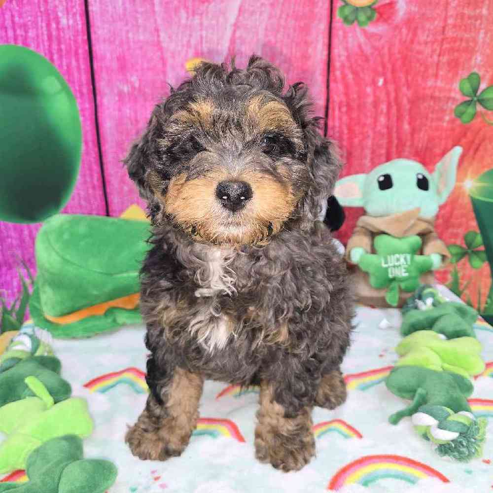 Male Mini Bernadoodle Puppy for Sale in Virginia Beach, VA