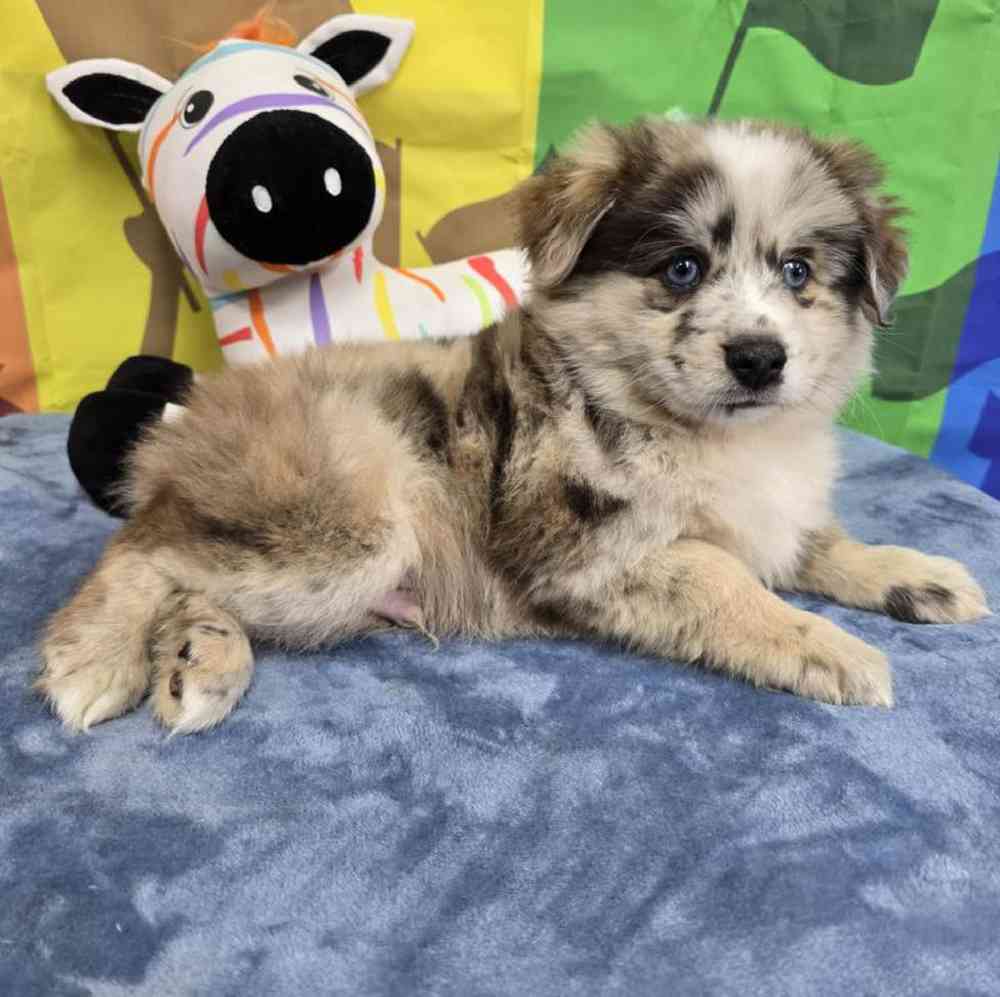 Male Pomsky Puppy for Sale in Virginia Beach, VA