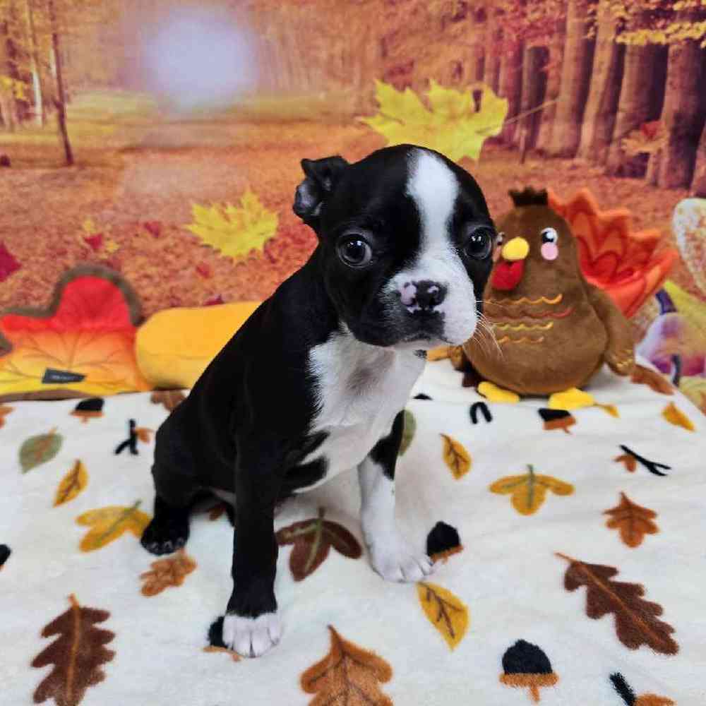 Male Boston Terrier Puppy for Sale in Virginia Beach, VA