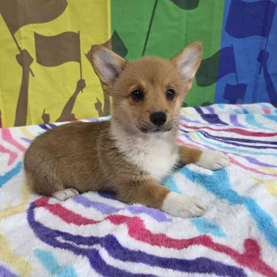 Pembroke Welsh Corgi