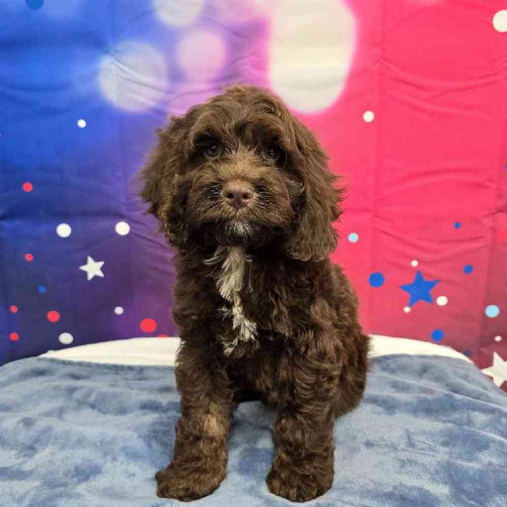 Male Cockapoo Puppy for Sale in Virginia Beach, VA