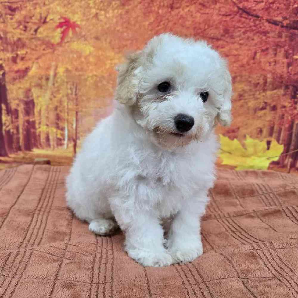 Male Mini Poodle Puppy for Sale in Virginia Beach, VA