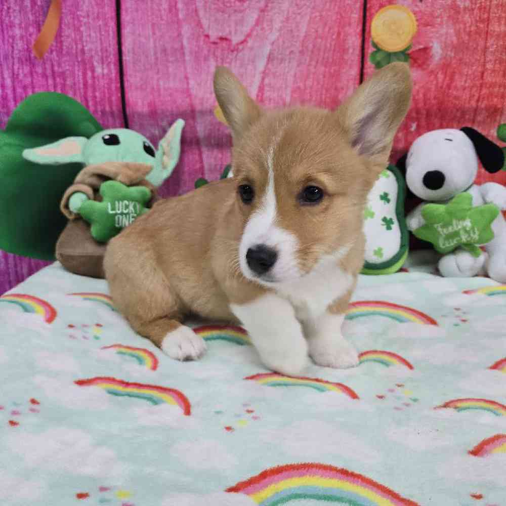 Male Pembroke Welsh Corgi Puppy for Sale in Virginia Beach, VA