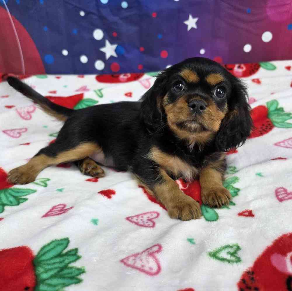 Male Cavalier King Charles Spaniel Puppy for Sale in Virginia Beach, VA