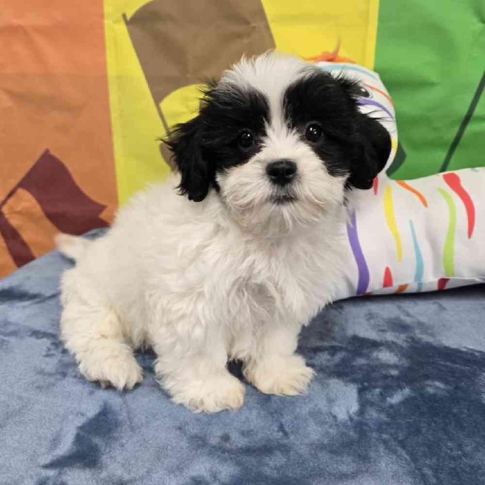 Female Teddy Bear Puppy for Sale in Virginia Beach, VA