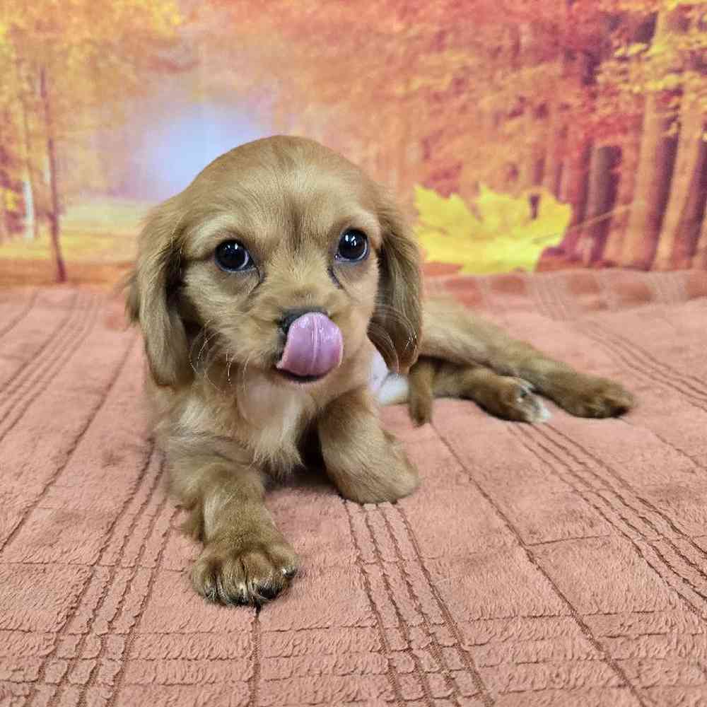 Male Cavapoo Puppy for Sale in Virginia Beach, VA
