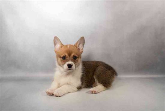 Pembroke Welsh Corgi