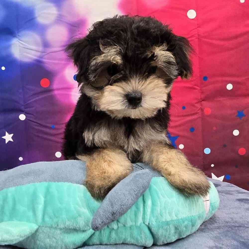 Male Morkie Puppy for Sale in Virginia Beach, VA