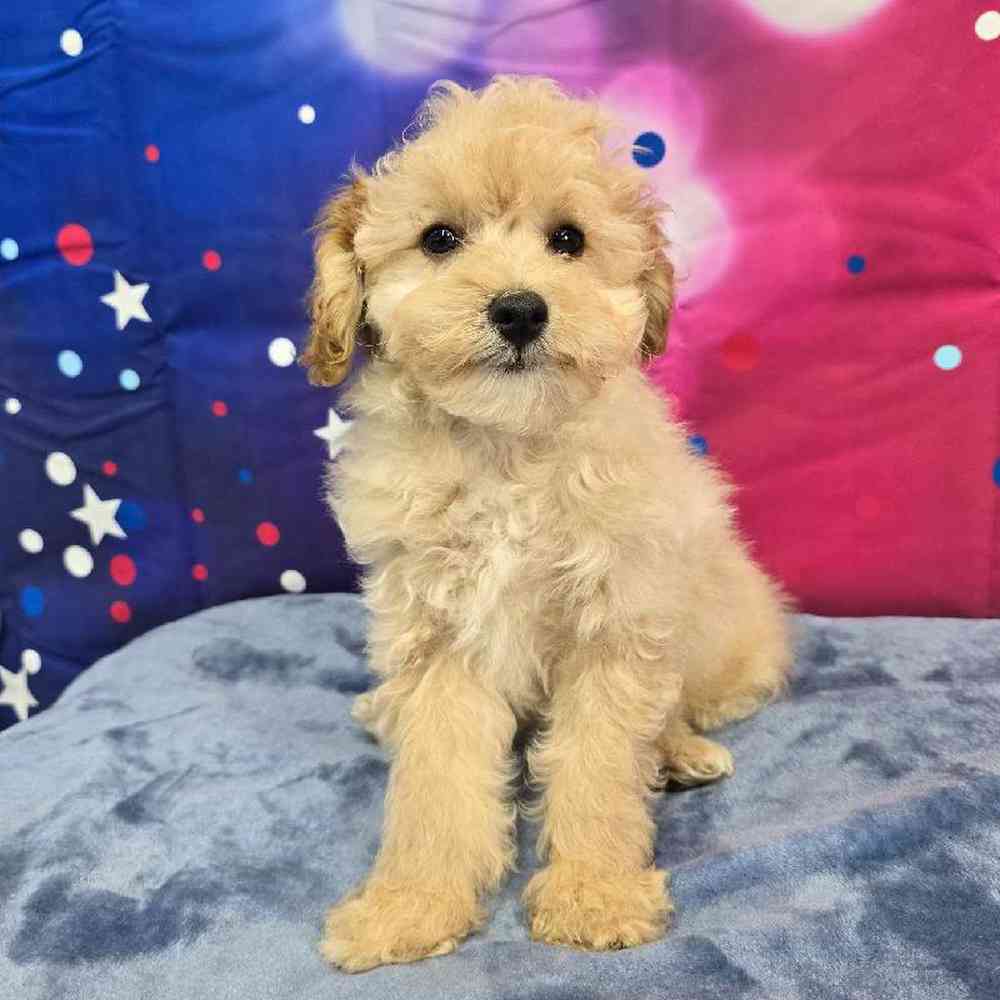 Male Poodle Puppy for Sale in Virginia Beach, VA