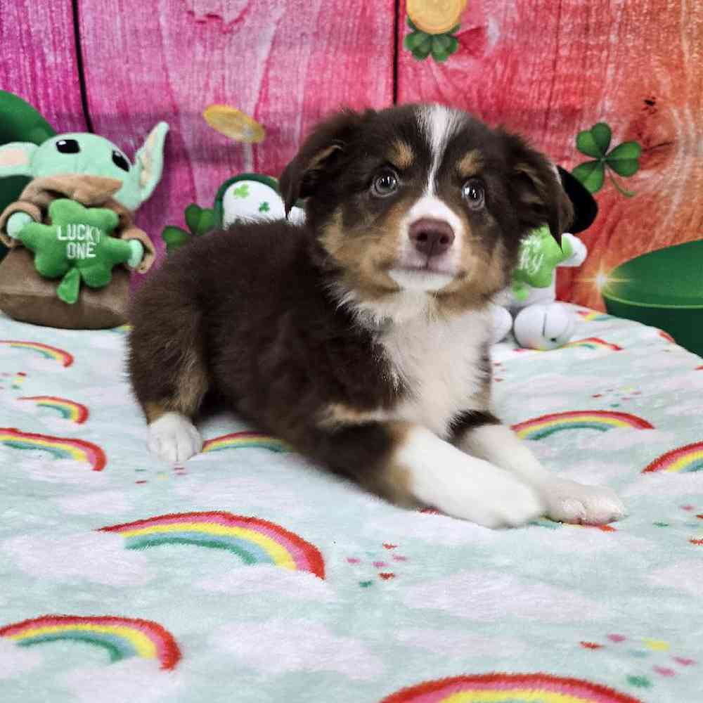 Female Toy Australian Shepherd Puppy for Sale in Virginia Beach, VA