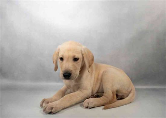 Labrador Retriever