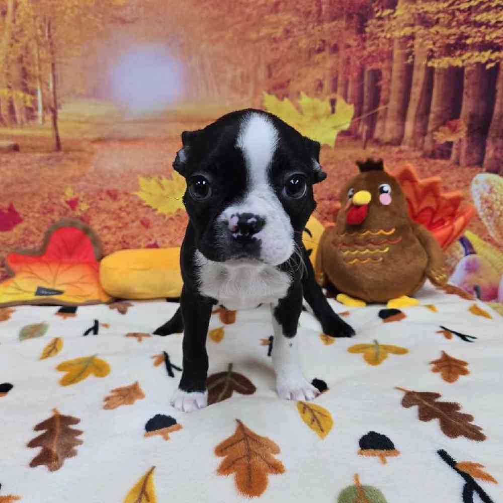 Male Boston Terrier Puppy for Sale in Virginia Beach, VA