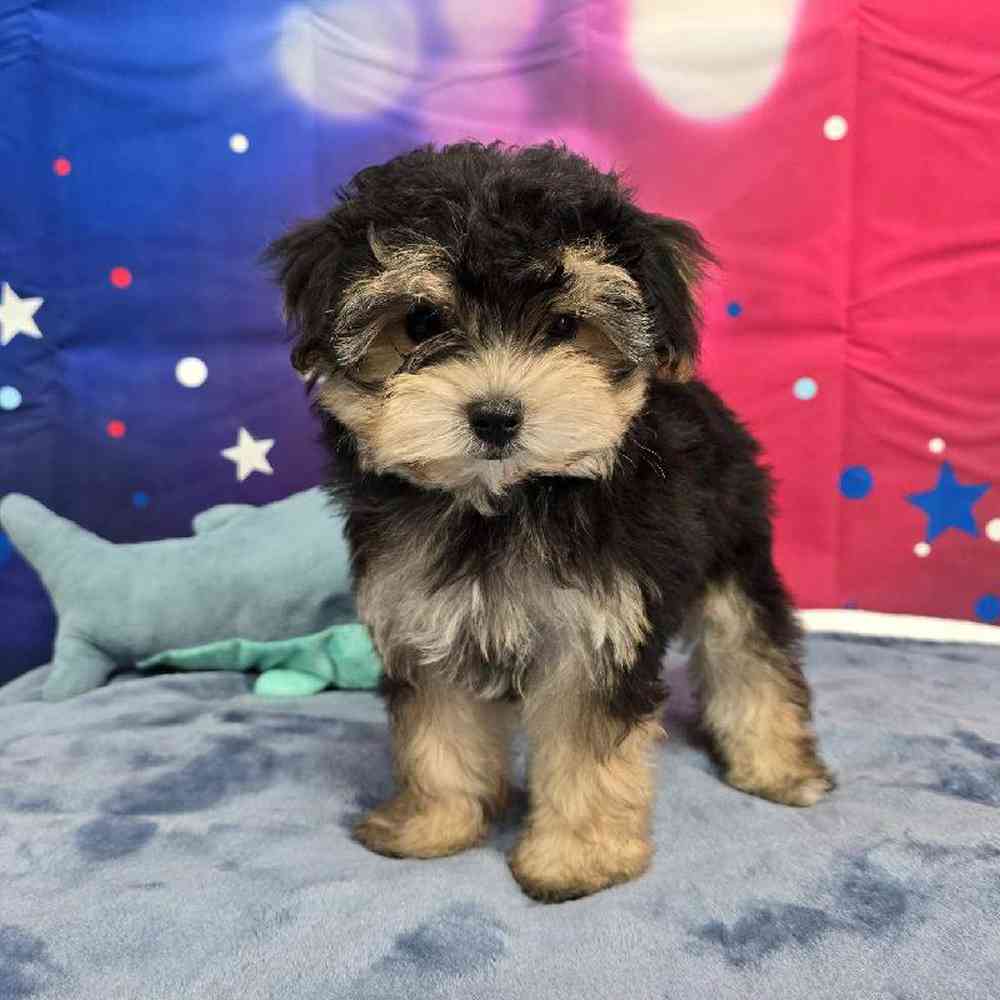 Male Morkie Puppy for Sale in Virginia Beach, VA