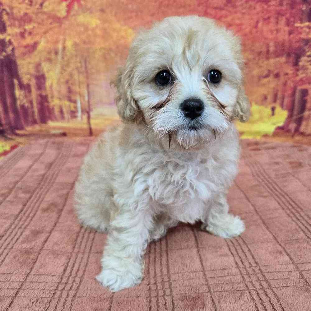Female Cavachon Puppy for Sale in Virginia Beach, VA