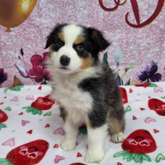 Miniature American Shepherd