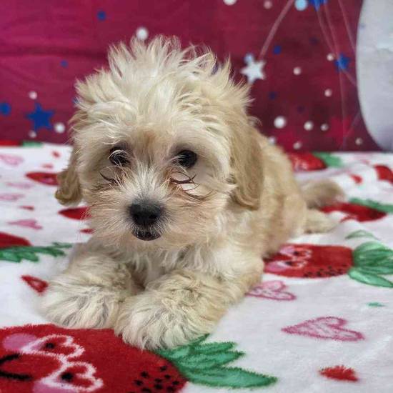 Maltipoo